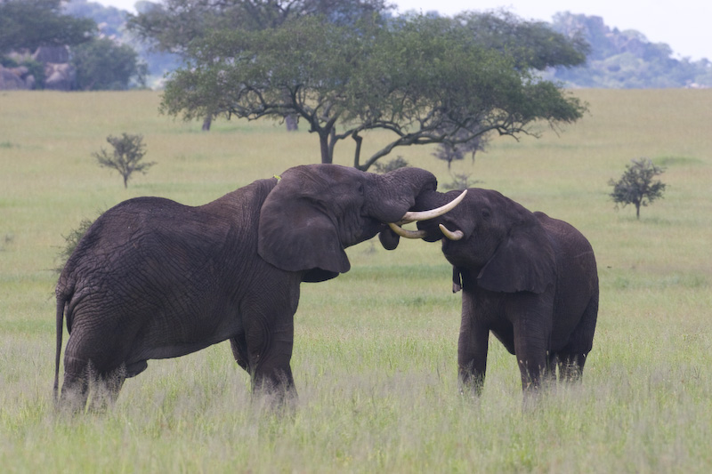 Juvenile African Elephants Playing